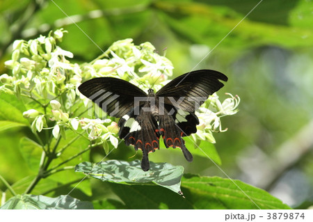 モンキアゲハ 3879874