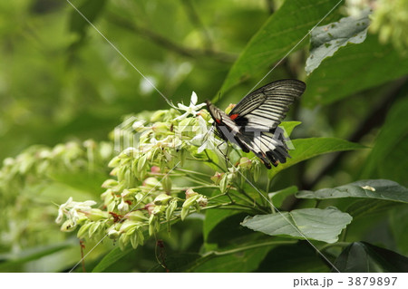 ナガサキアゲハ♀ ナガサキアゲハ♀ 3879897