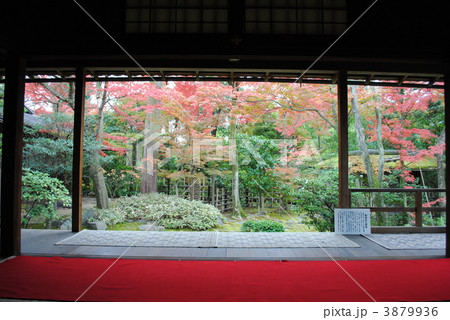 京都 妙心寺大法院の紅葉庭園特別公開 抹茶 お菓子付き の写真素材
