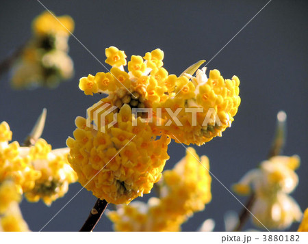 ミツマタ／高幡不動尊 3880182