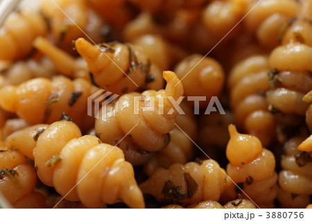 無着色のチョロギ 3880756