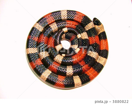 うずまきキャンディー？ではありません。 3880822