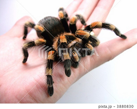 メキシカンレッドニー 毒蜘蛛 タランチュラの写真素材 300