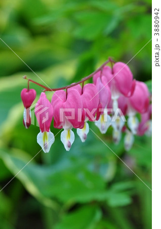 タイツリソウ 3880942