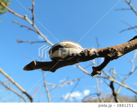 イラガのまゆ イラガのまゆ 3881251