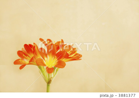 クンシラン クンシラン 3881377