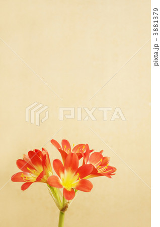 クンシラン クンシラン 3881379