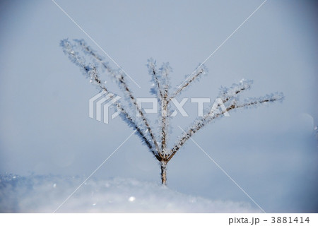 小枝の樹氷 小枝の樹氷 3881414