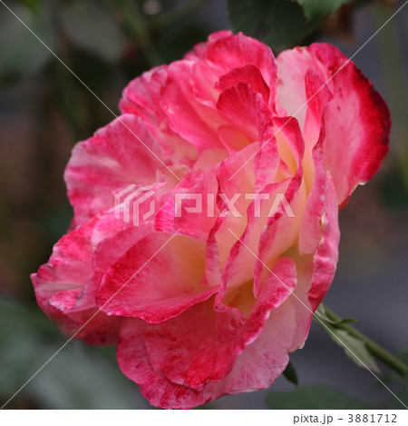 ダブル・デライト 3881712