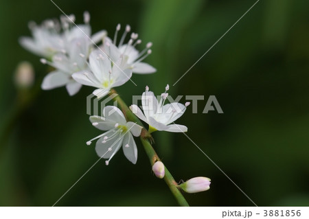 サクラタデ サクラタデ 3881856