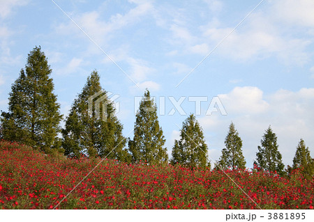 チェリーセージ 3881895