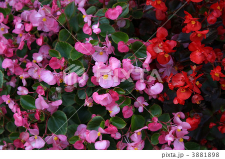 ベゴニア 3881898