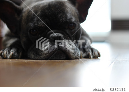 フレンチブルドッグ 3882151