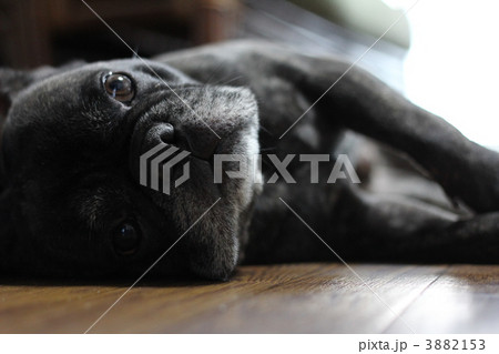 フレンチブルドッグ 3882153