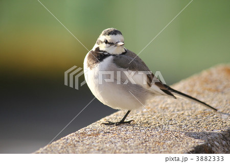 ハクセキレイ ハクセキレイ 3882333