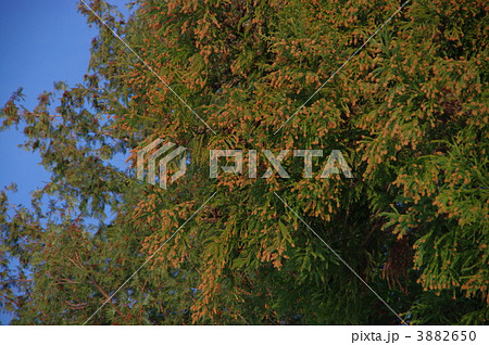 杉の実　杉の雄花　杉花粉症の源　 3882650