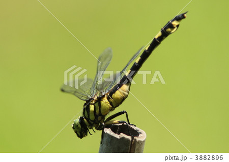 逆立ちするウチワヤンマ♀ 3882896