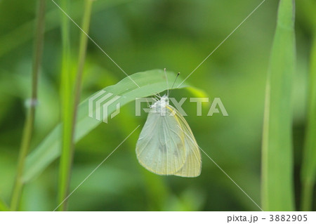 モンシロチョウ 3882905