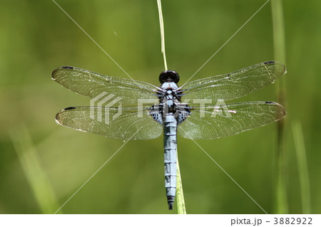 オオシオカラトンボ♂ オオシオカラトンボ♂ 3882922