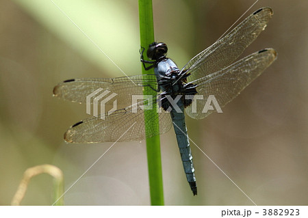 オオシオカラトンボ♂ オオシオカラトンボ♂ 3882923