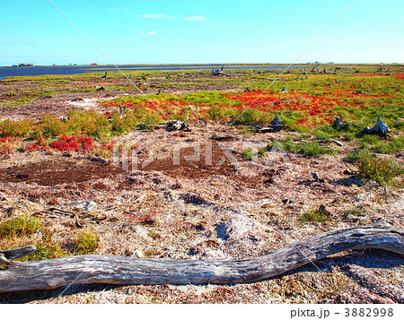 トドワラ 3882998