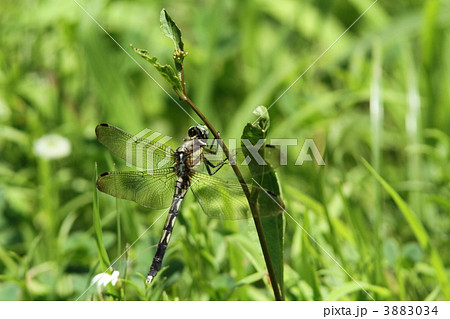 シオカラトンボ♀ シオカラトンボ♀ 3883034