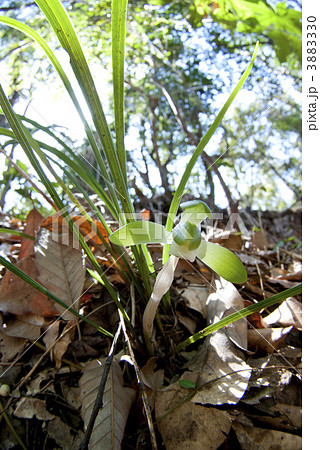 シュンラン 3883330