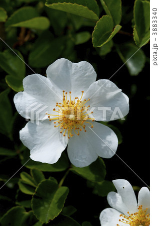 テリハノイバラ 3883340