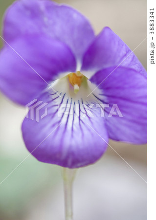 ニオイタチツボスミレ 3883341