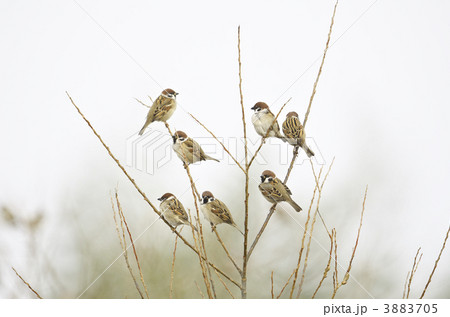 スズメ 3883705