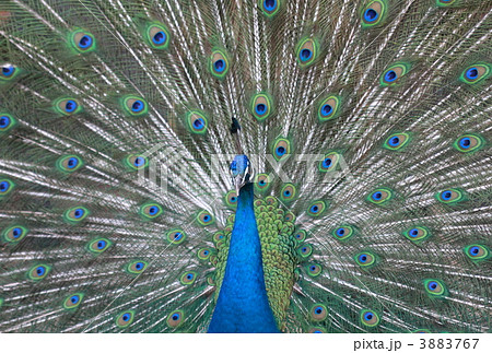 インドクジャク 3883767