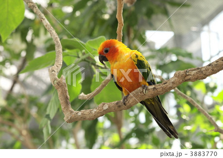 メキシコインコ メキシコインコ 3883770