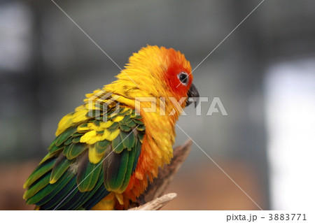 メキシコインコ メキシコインコ 3883771