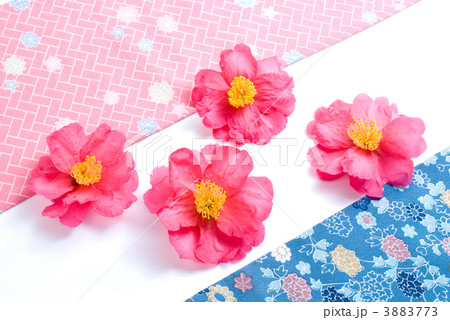 サザンカの花と和柄の布 3883773