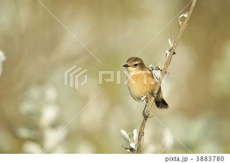 ノビタキ冬羽 ノビタキ冬羽 3883780