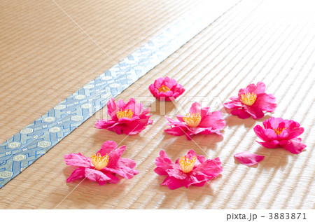 サザンカの花と畳 3883871