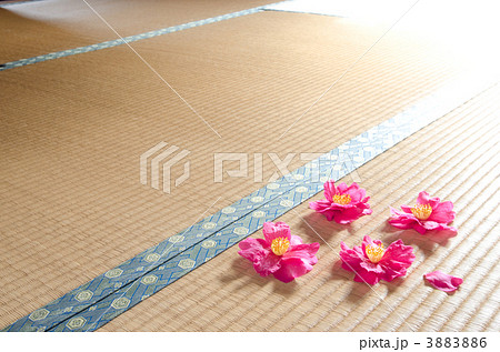 サザンカの花と畳 3883886