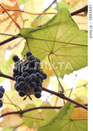 ぶどう　ワイン用 3883887