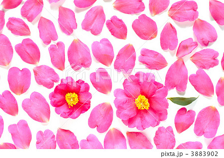 サザンカの花と花びらの背景 3883902