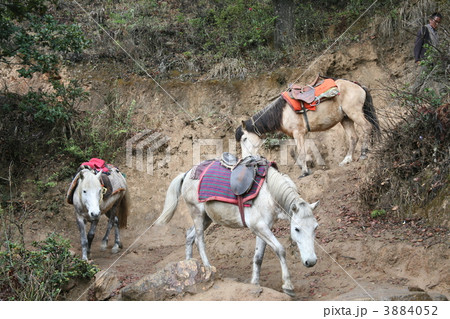 ブータン王国　 タクツァン寺院参道の馬 3884052