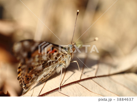 落ち葉の中で越冬するアカタテハ 3884637