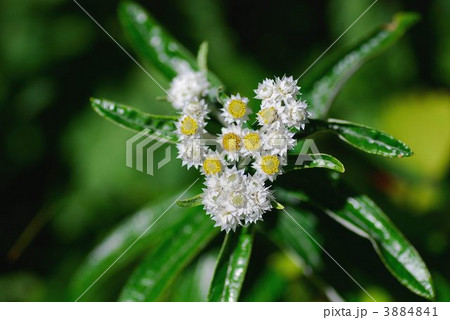 ハハコグサの花 3884841