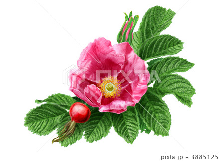 ハマナス ハマナス 3885125