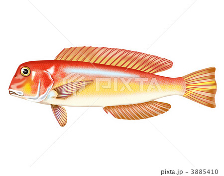 アカアマダイ 3885410
