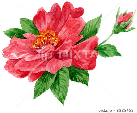 sazanka1214pix 3885455