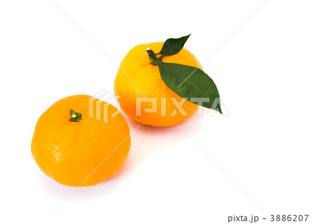 みかん 3886207