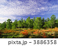 レンゲツツジ咲く高原 3886358