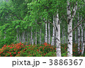 白樺林とレンゲツツジ 3886367