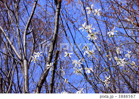 コブシ咲く里山の春 3886567