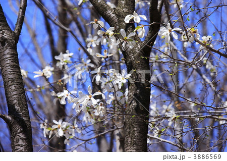 コブシ咲く里山の春 3886569